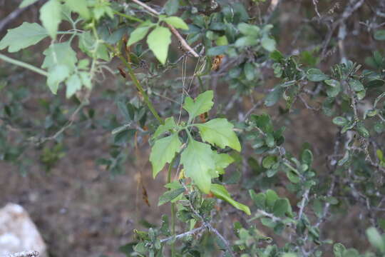 Image of Naudin's cyclanthera