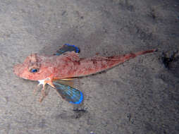 Image of Large scaled gurnard