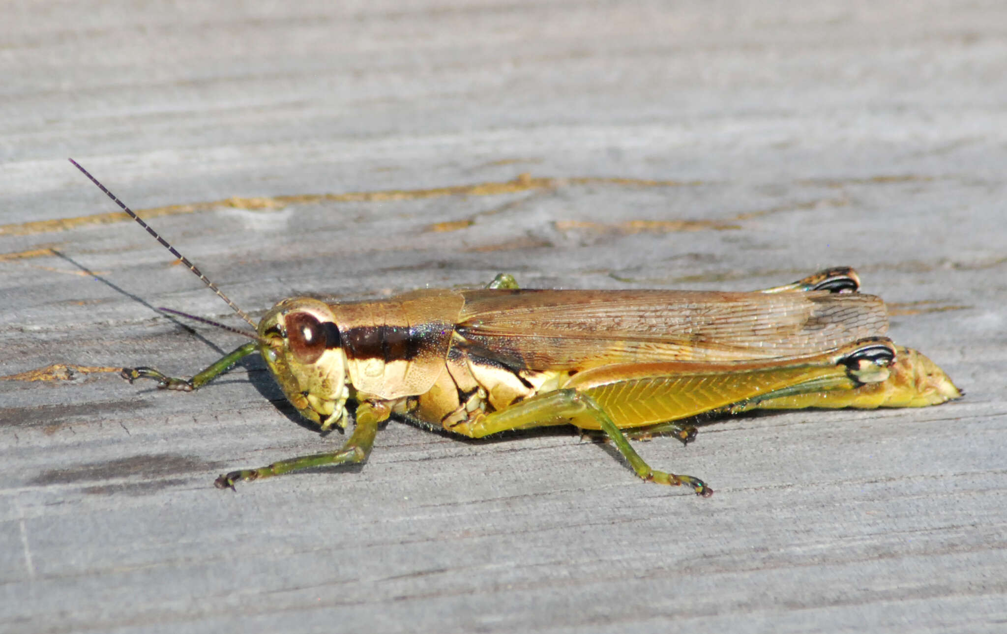 Image of Olive-green Swamp Grasshopper