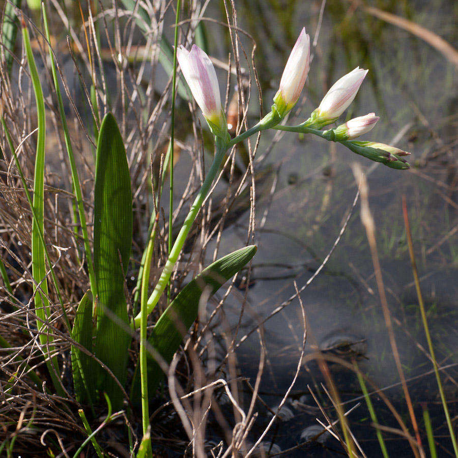 Image of Geissorhiza imbricata subsp. imbricata