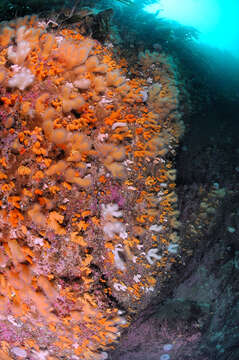 Image of Dead man’s fingers