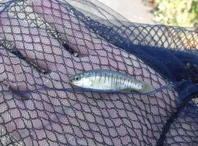 Image of Mediterranean Killifish