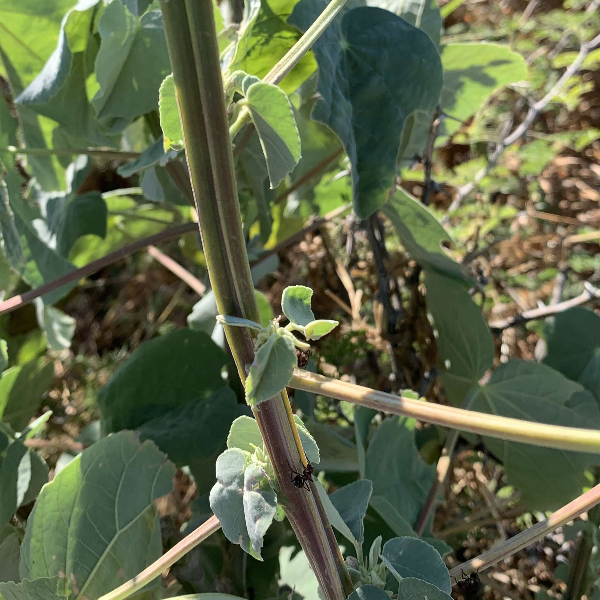 Image of Elephant's ear