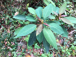 Image of Triadica cochinchinensis Lour.