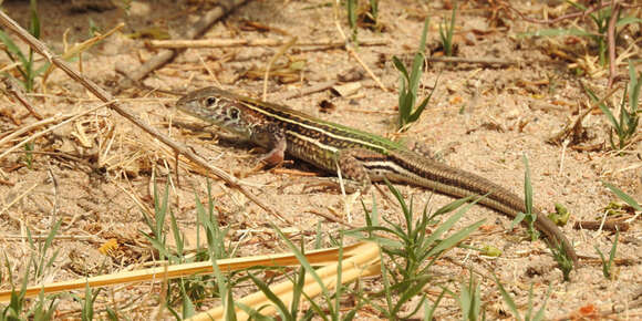 Image of Four-toed tegus