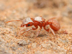 Image of Cyphomyrmex wheeleri Forel 1900