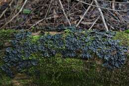 Image of Flat-fruited pelt;   Horizontal felt lichen