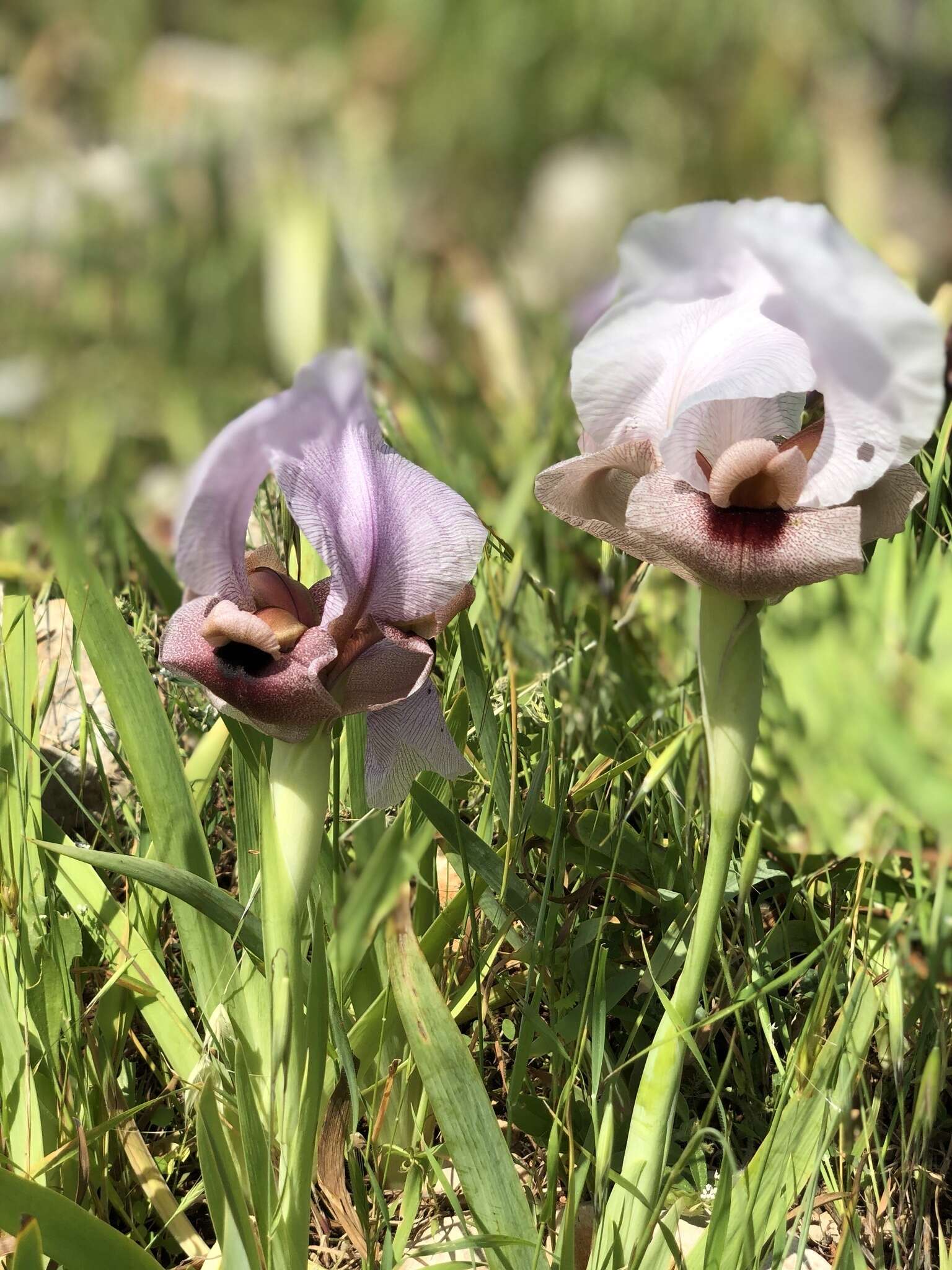 Imagem de Iris lortetii var. samariae (Dinsm.) Feinbrun