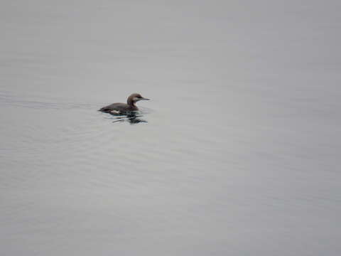 Image of Arctic Loon