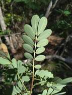 Image of Gaudichaud's senna