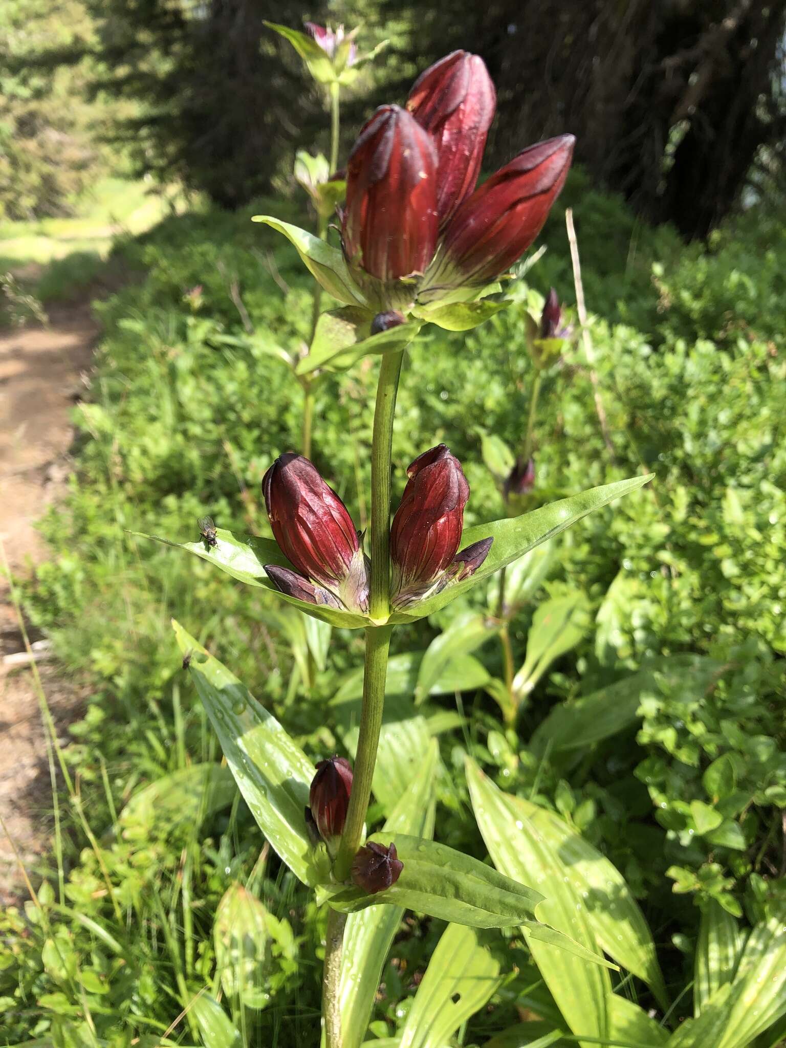 Image de Gentiane Pourpre