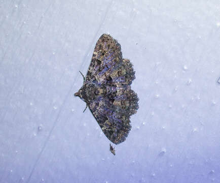 Image of Common Fungus Moth