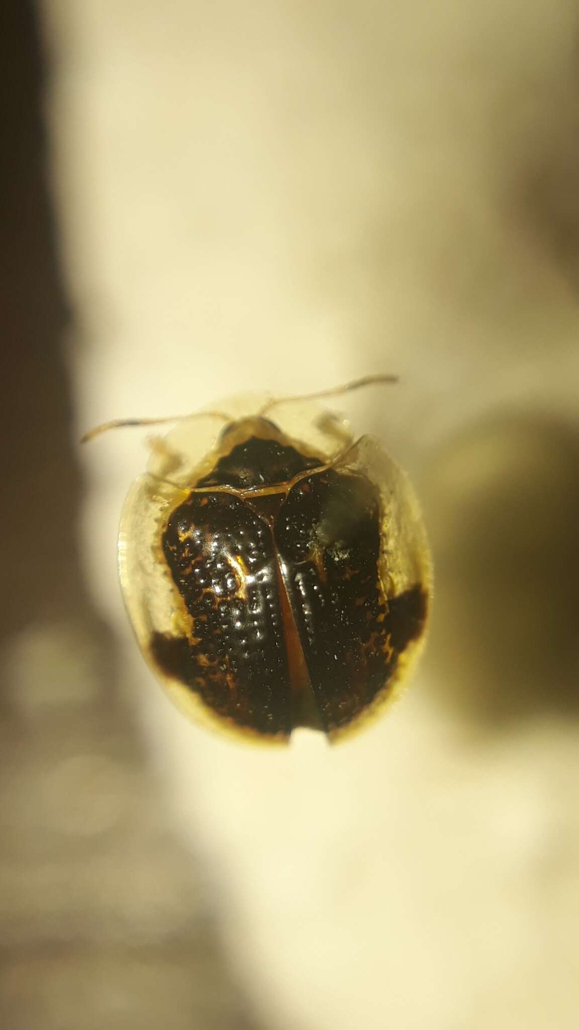 Слика од Microctenochira infantula (Boheman 1862)