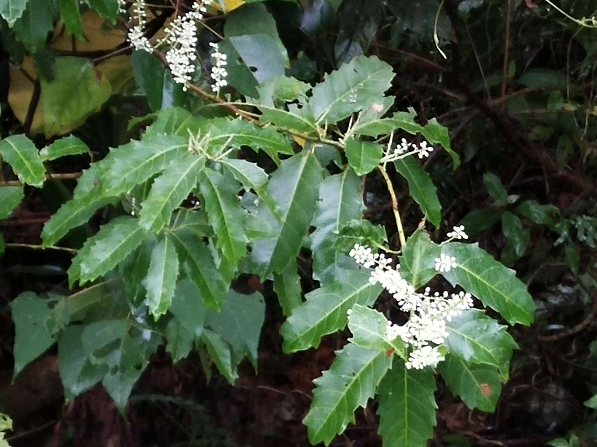 Image of Itea oldhamii K. F. R. Schneid.