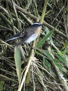 Image of Rufous-breasted Chat-Tyrant