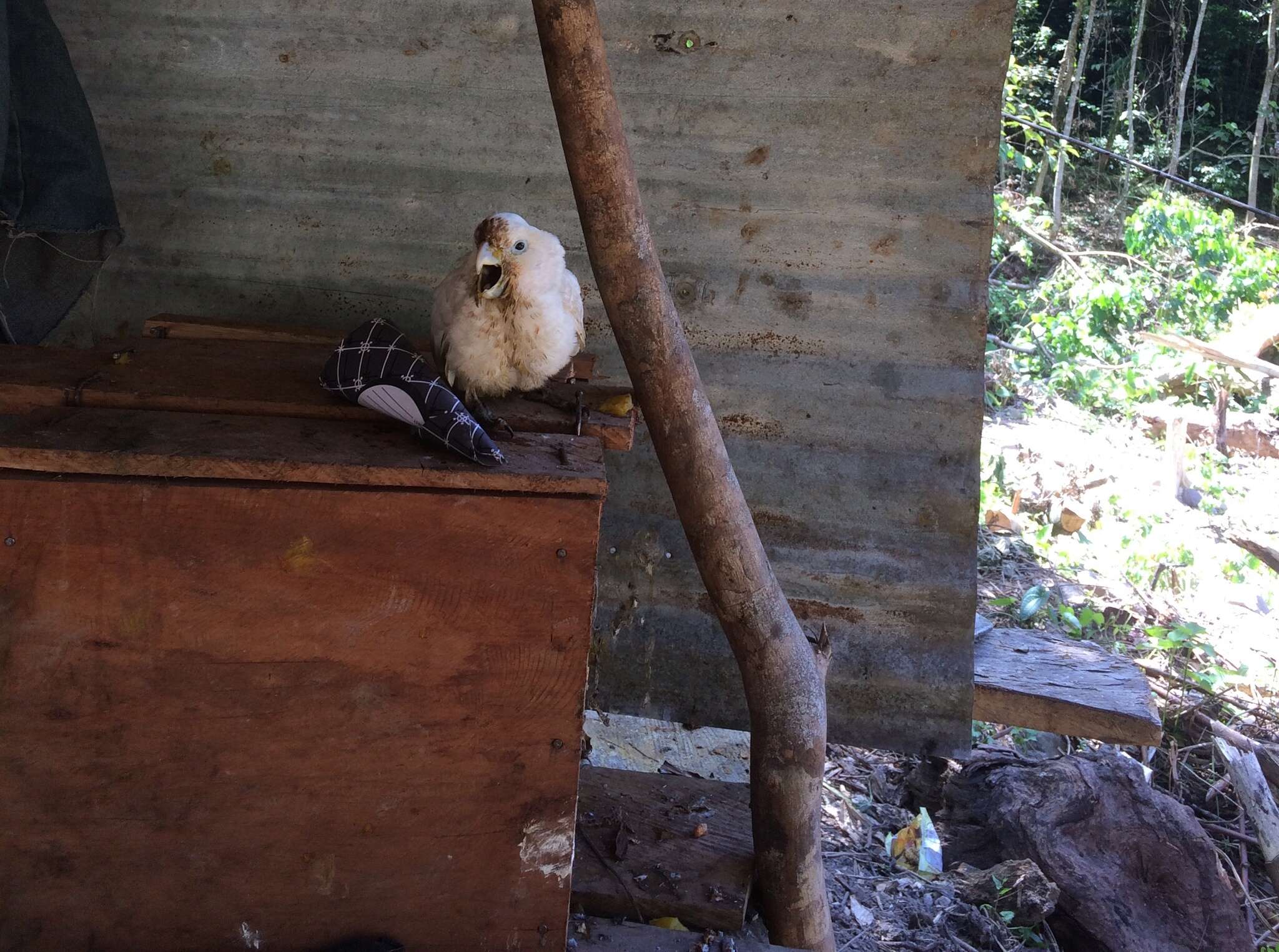 Image of Broad-crested Corella