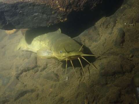 Image of Hong Kong catfish