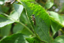 Image of Drab Wood Soldier Fly