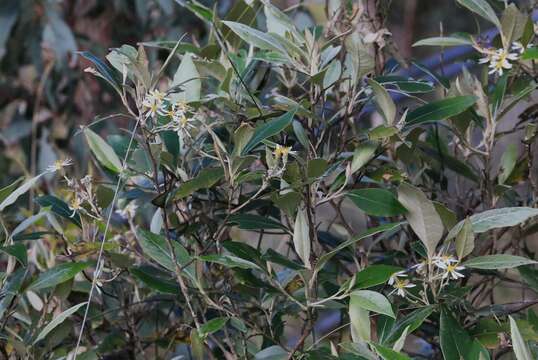 Image of Olearia cydoniifolia (DC.) Benth.