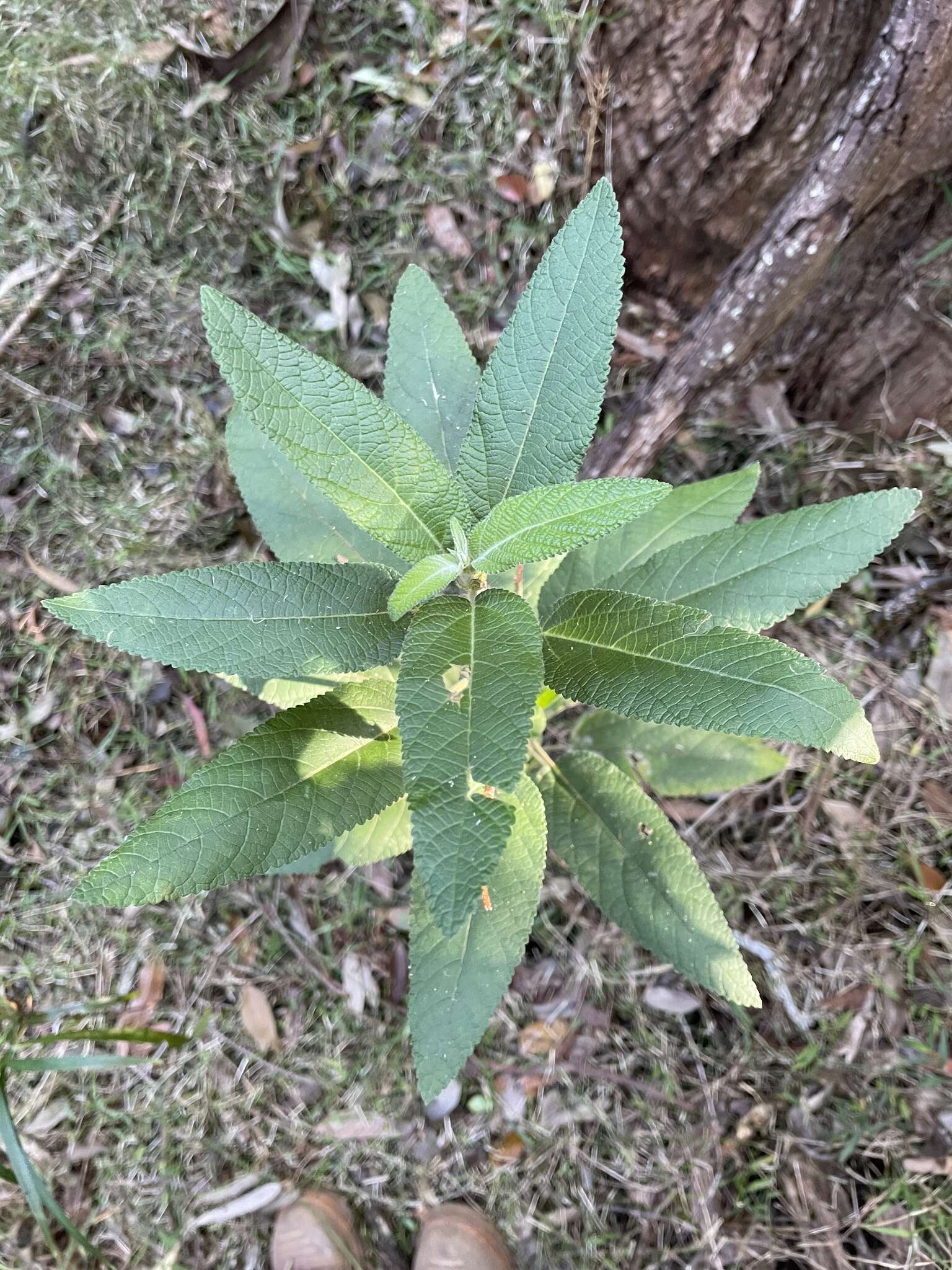 Image of Acalypha nemorum F. Muell. ex Müll. Arg.