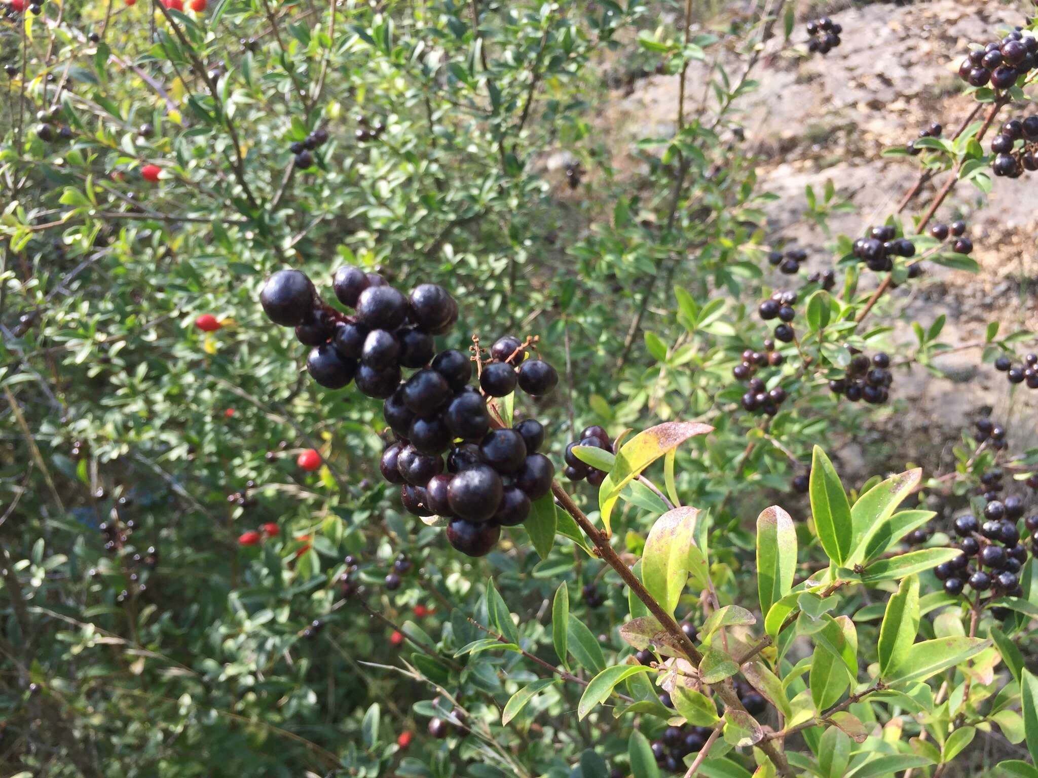 Image of European privet