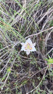 Image de Calochortus lyallii Baker