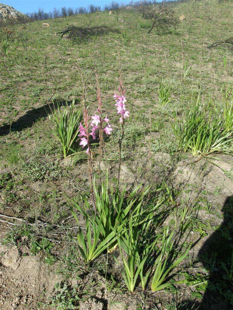 Image of Watsonia borbonica subsp. borbonica