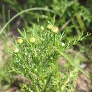 Imagem de Matricaria occidentalis Greene