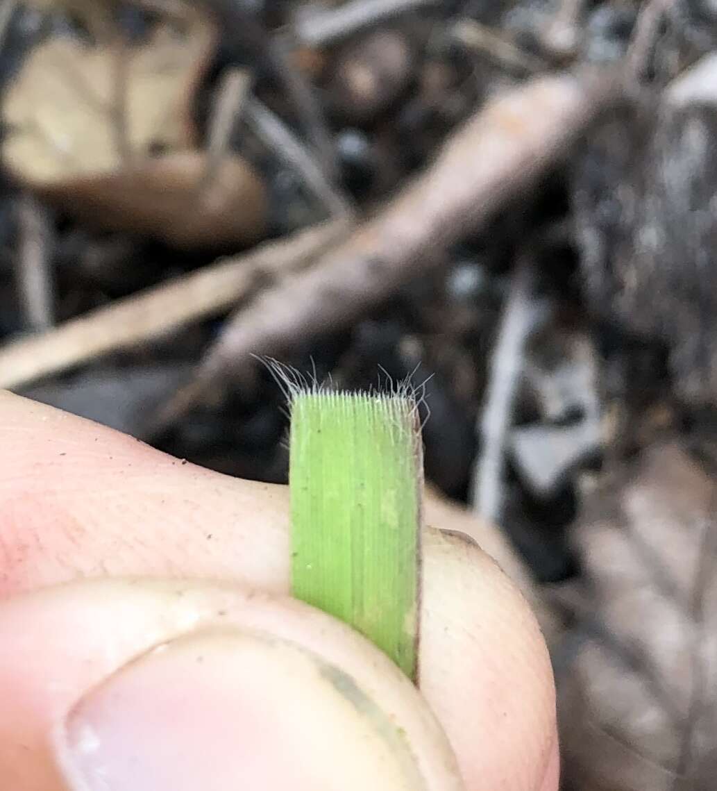 Panicum malacon Nash resmi