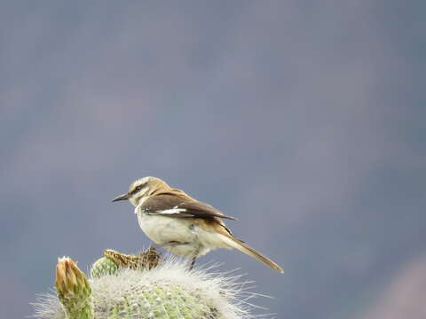 Image of Brown-backed Mockingbird