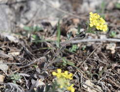 Image of Alyssum repens subsp. trichostachyum (Rupr.) Hayek