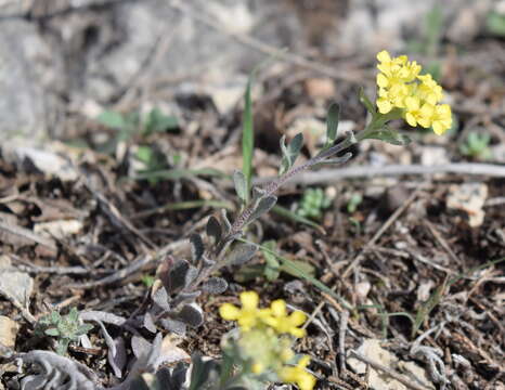 Image of Alyssum repens Baumg.