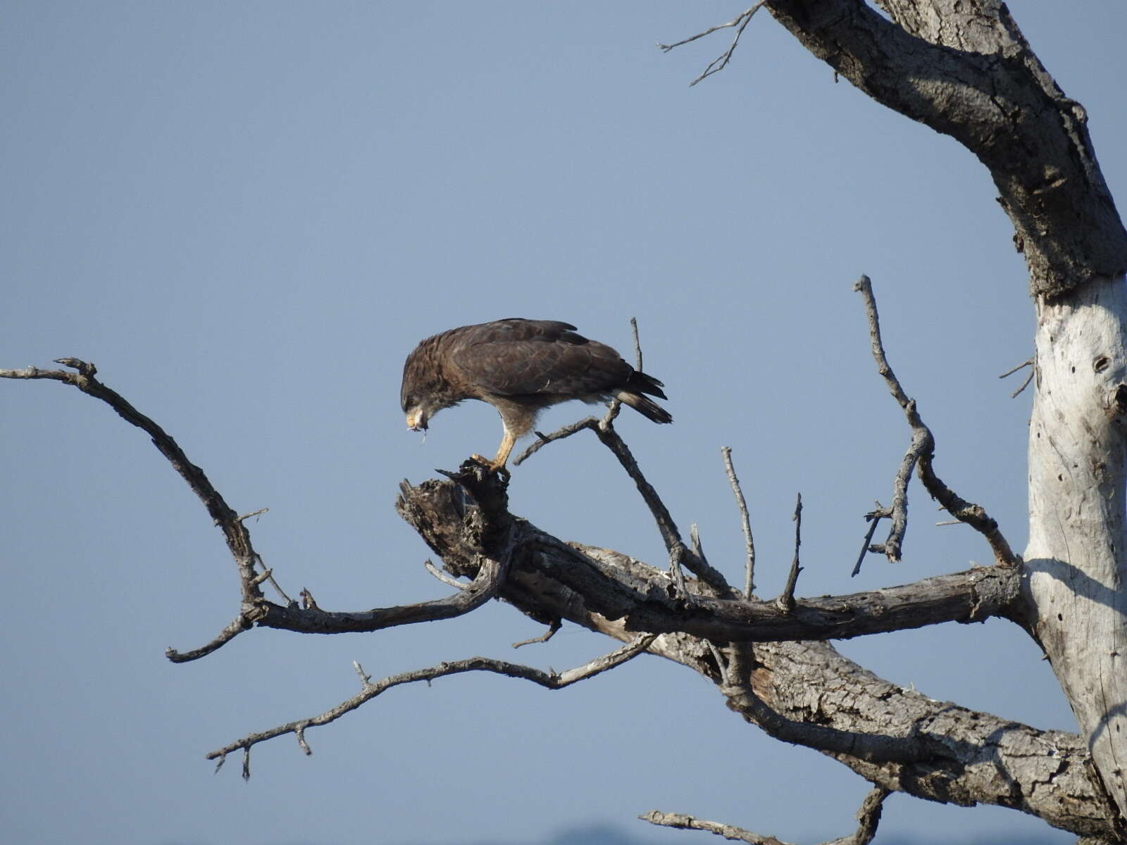 Imagem de Circaetus cinerascens Müller & JW 1851