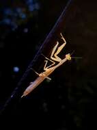 Image of Egyptian praying mantis