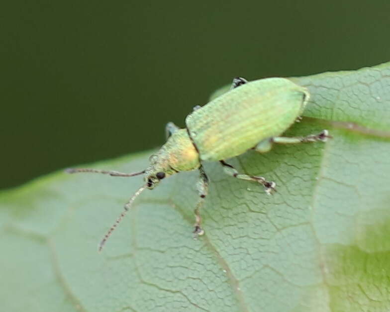 Plancia ëd Phyllobius (Pterygorrhynchus) maculicornis Germar 1824