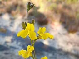 Image of Goodenia stelligera R. Br.