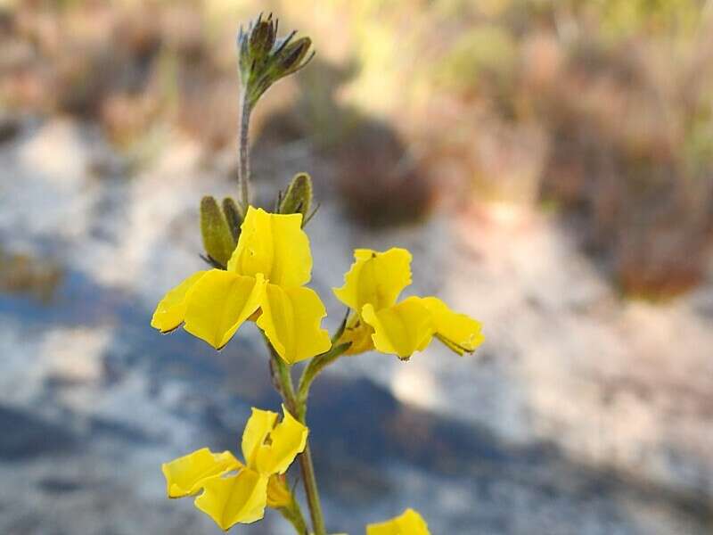 Слика од Goodenia stelligera R. Br.