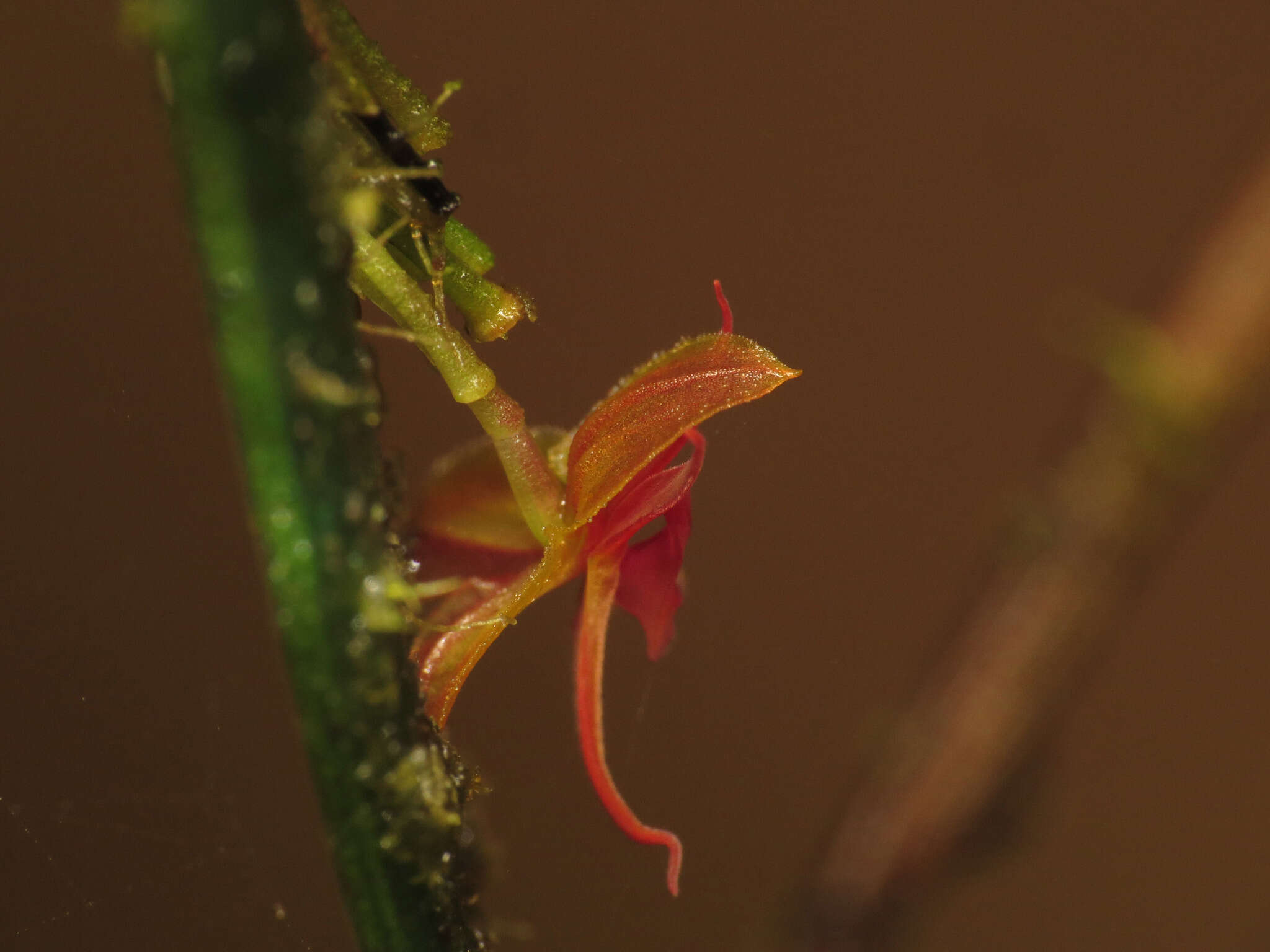 Image of Lepanthes tetracola Luer & R. Escobar