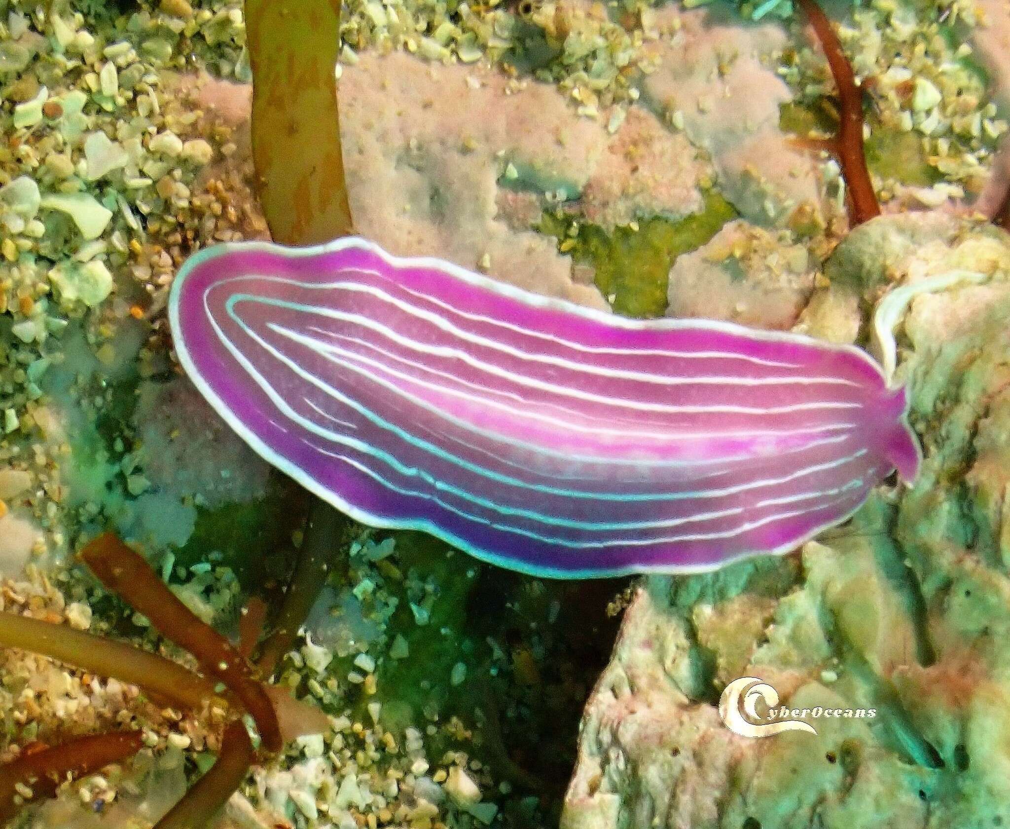 Image of pink flatworm