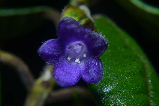 Image of Palicourea fuchsioides C. M. Taylor