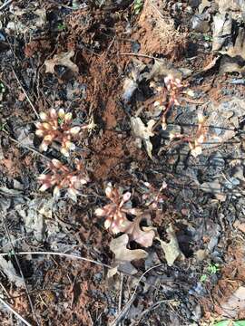 Image of Spring coralroot