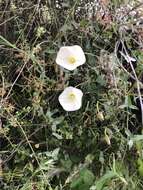 Image of island false bindweed