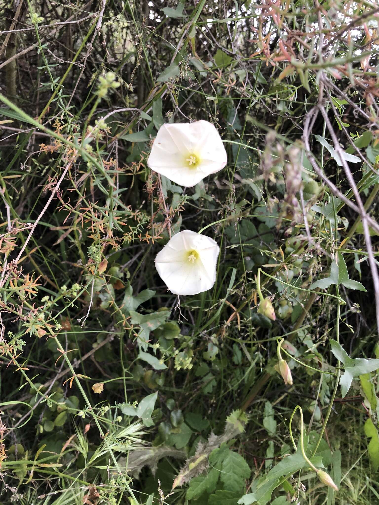 Image of island false bindweed