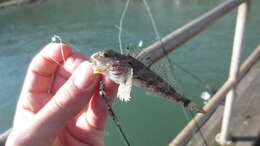 Image of Bonehead sculpin