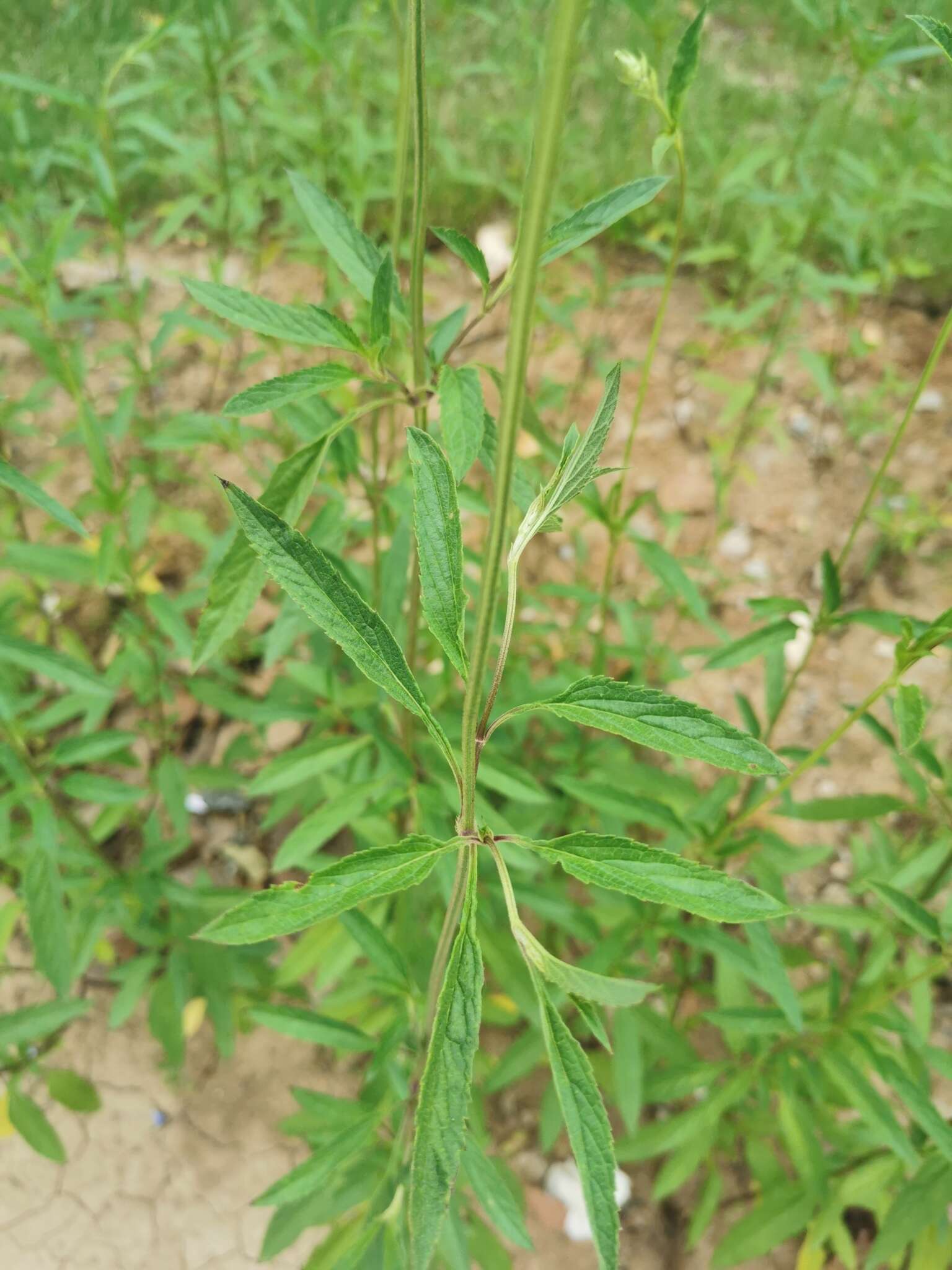 Imagem de Salvia uliginosa Benth.