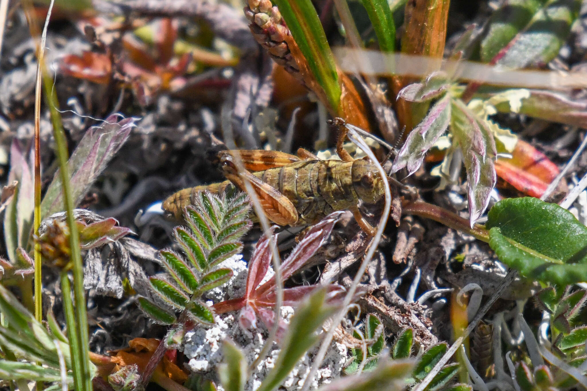 Слика од Buckellacris chilcotinae (Hebard 1922)