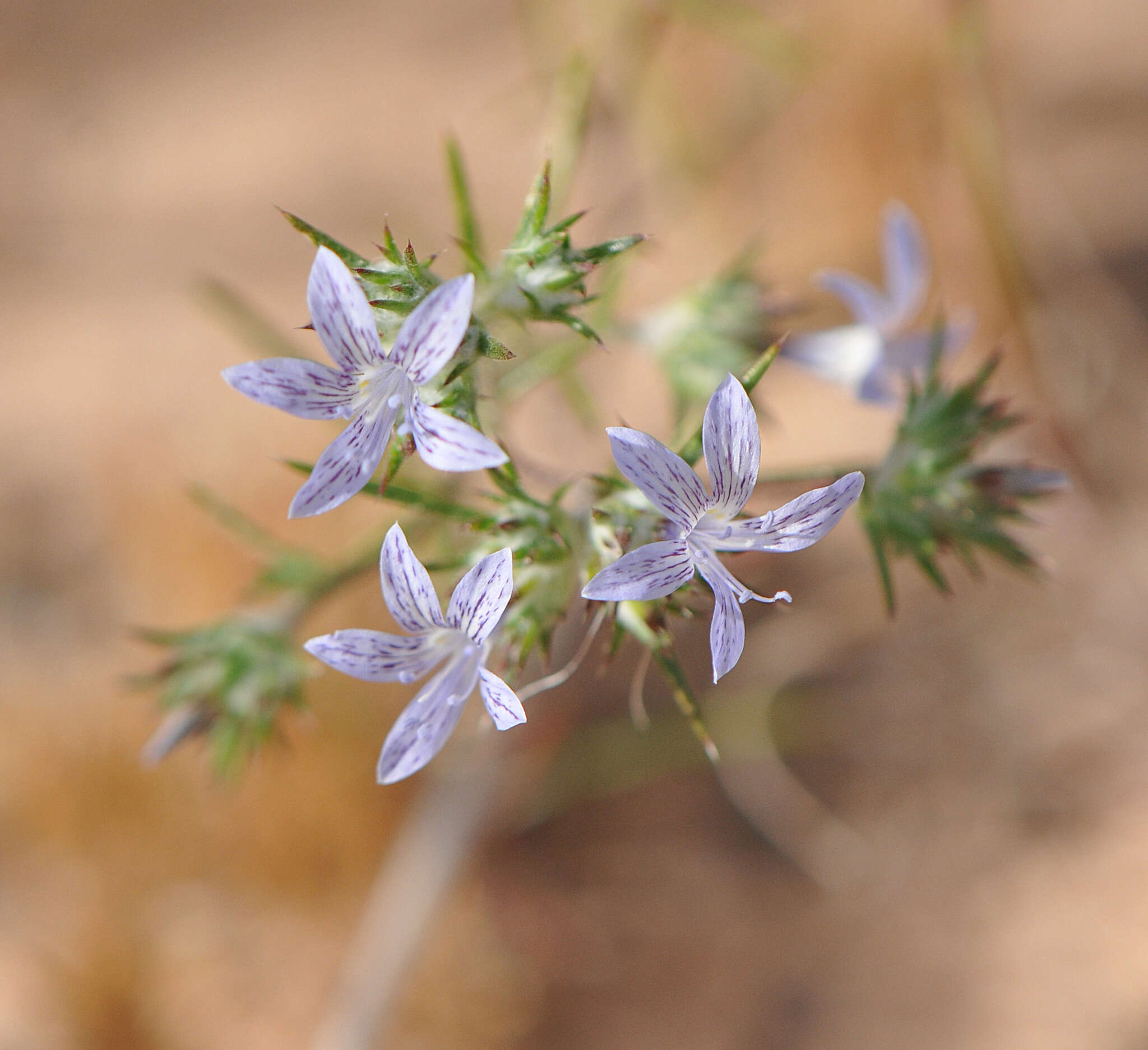 Imagem de Eriastrum eremicum subsp. zionis (T. T. Craig) S. J. De Groot