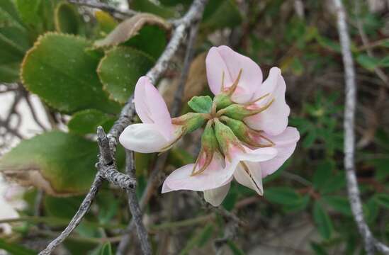 Plancia ëd Lotus australis Andrews