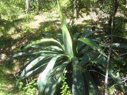 Image de Agave hookeri Jacobi