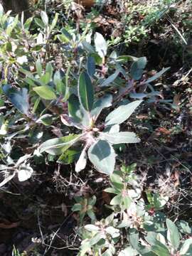 Imagem de Arbutus tessellata P. D. Sørensen